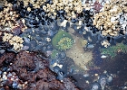 Small tide pool with muscles, barnicles, and anemone.
